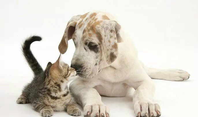 Grooming